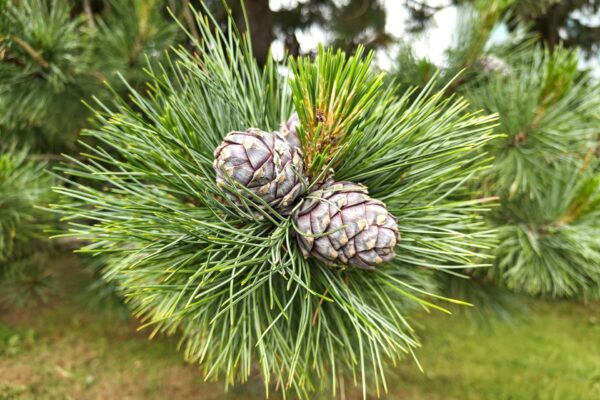 Bilde av en gren fra et nåletre med to kongler