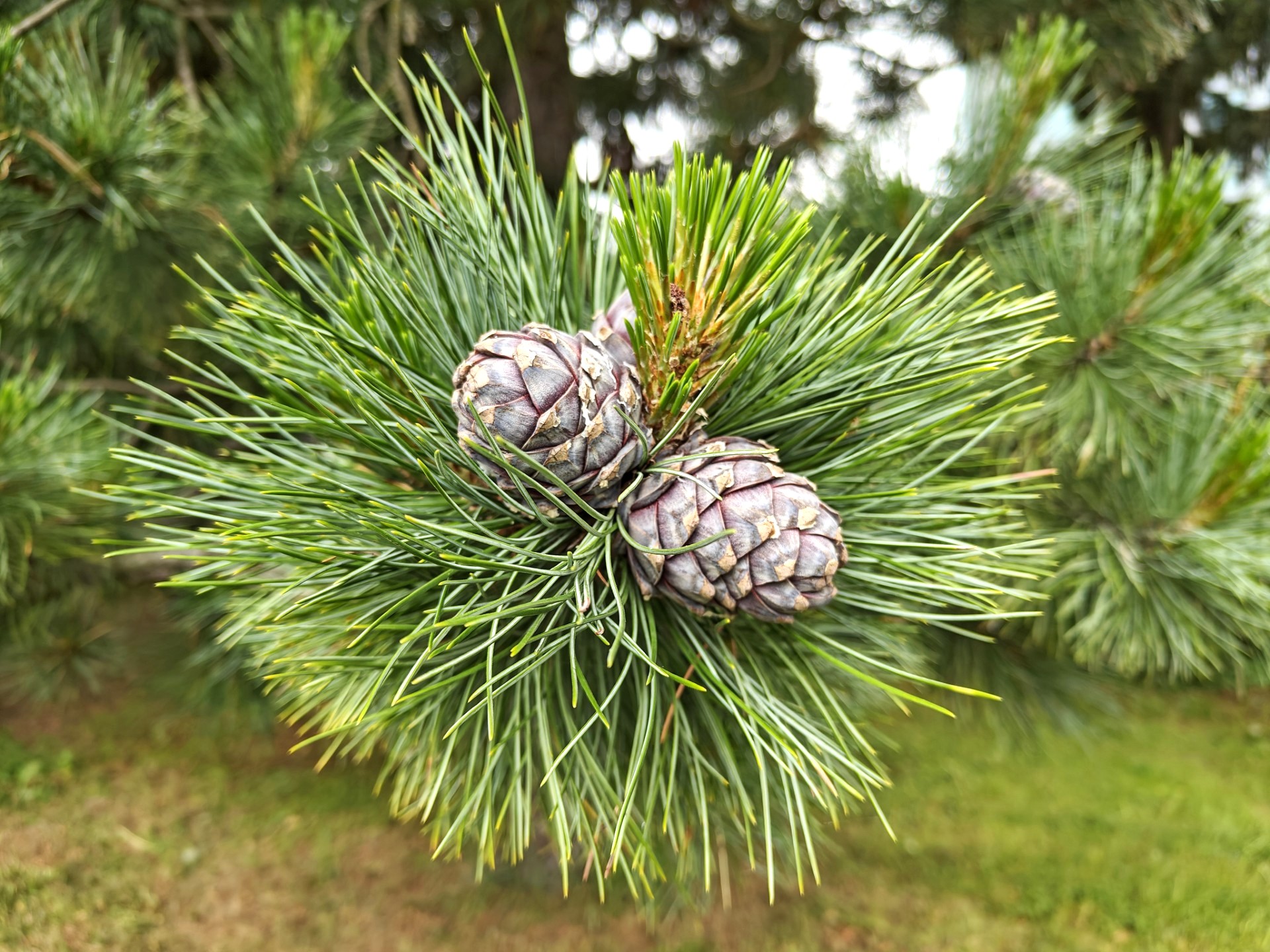 Bilde av en gren fra et nåletre med to kongler